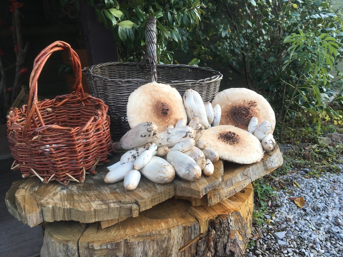 Agriturismo Il Mulino Stibiveri Δωμάτιο φωτογραφία